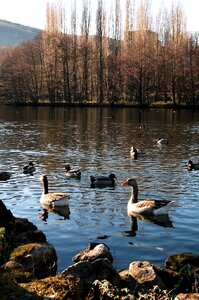 Nature pond lake