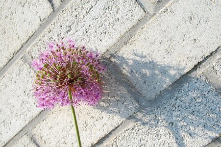 Shadow flower light