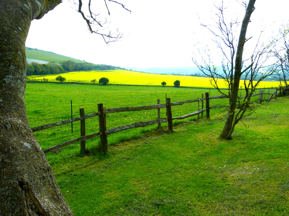 Oilseed rape green landscape