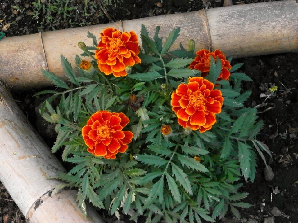 Orange blossom summer flowers flower bed