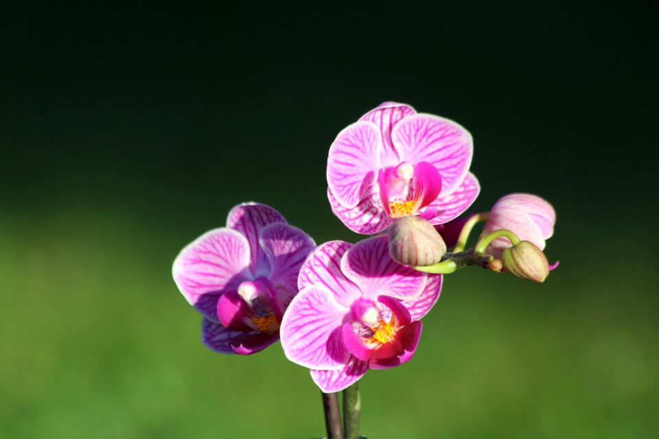 Purple orchid nature orchidaceae