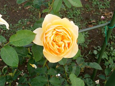 Rose cream color rose garden