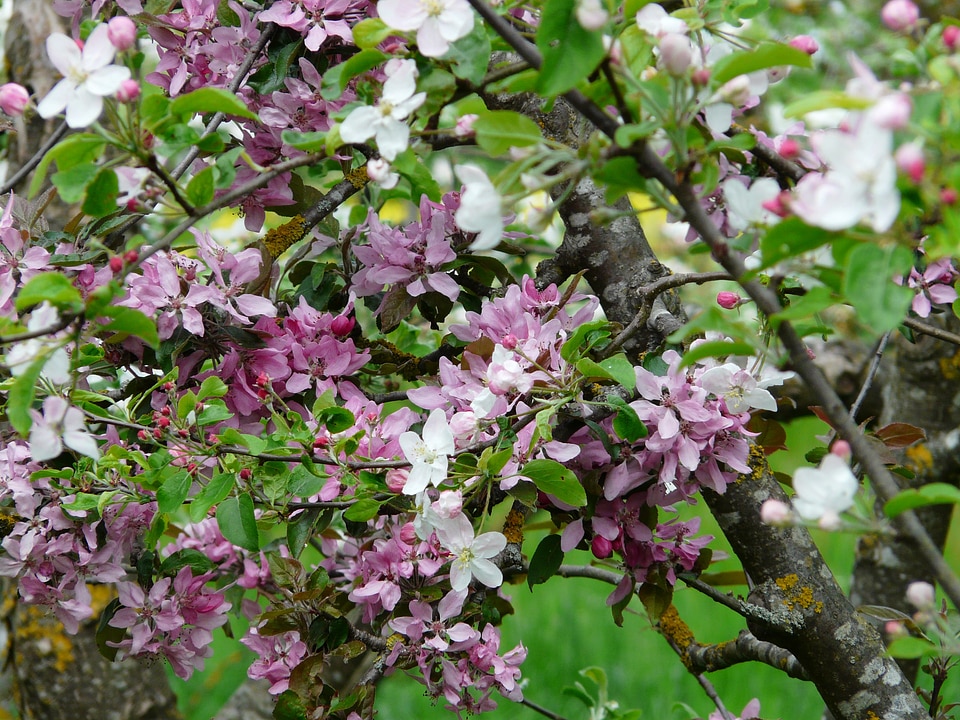 Bloom apple tree white