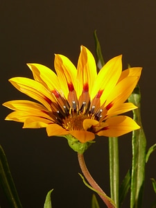 Sonnentaler flora yellow