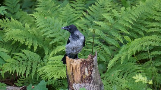 Crow corvus corone cornix bird photo