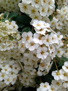 Flowers white spring