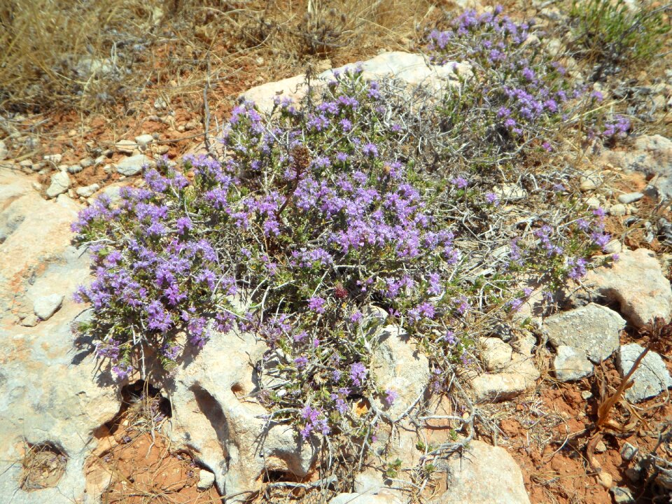 Wild herbs thyme bloom