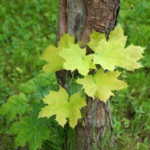Maple tree leaf