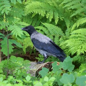 Crow corvus corone cornix bird