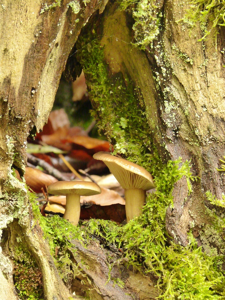 Tree tree stump nature