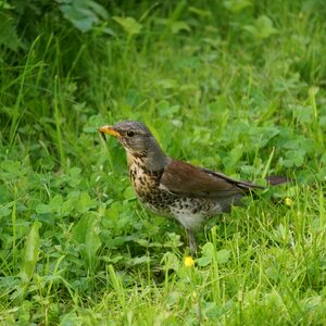 Turdus pilaris thrush bird photo