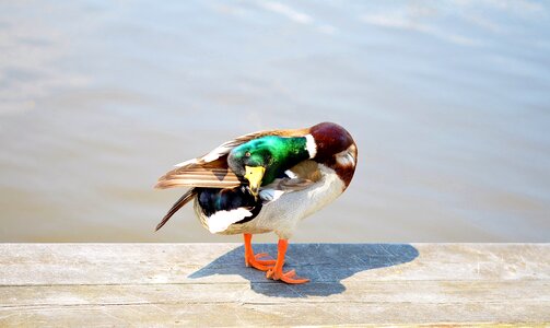 Water bird animal nature