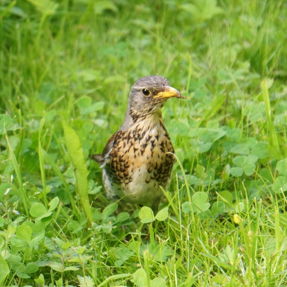 Turdus pilaris thrush bird