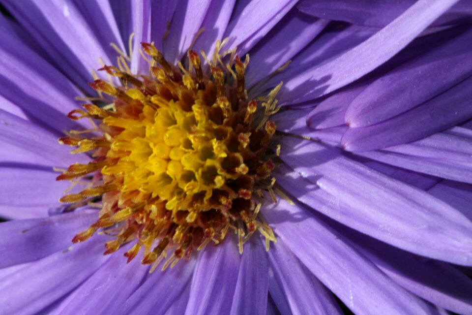Blossom bloom close up