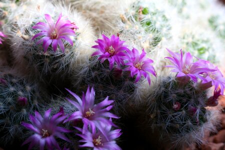 Blossom bloom flowers