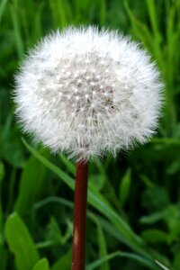 Dandelion flower nature