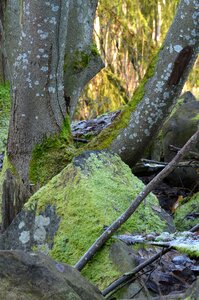 Moss tree stone