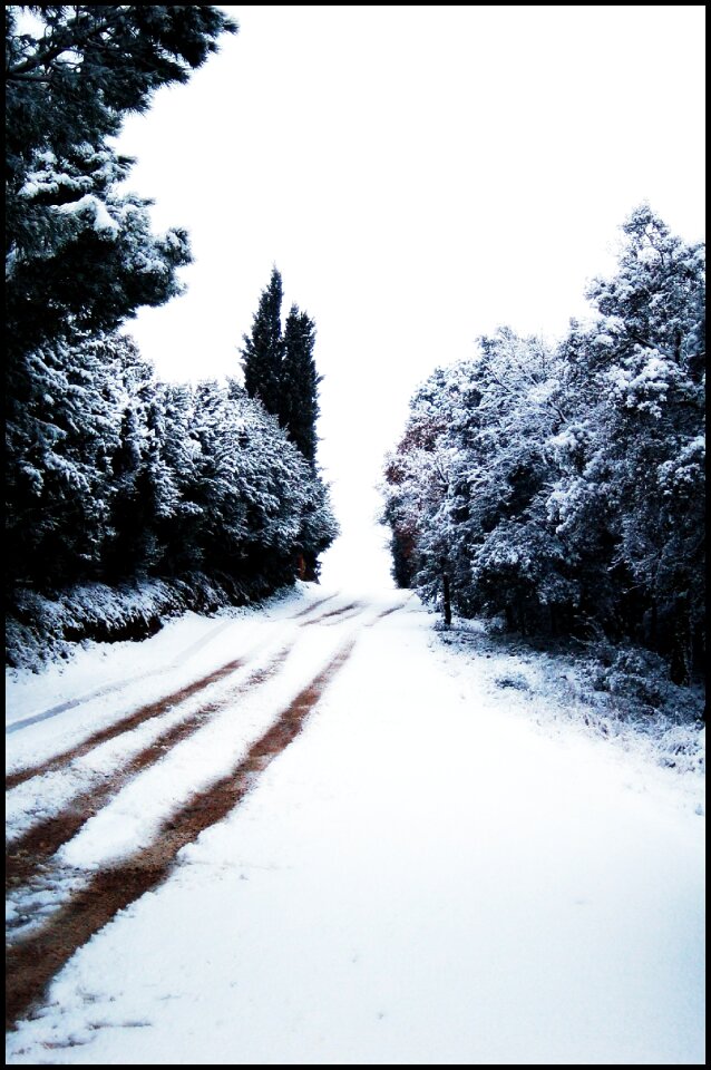 Trees winter landscape photo