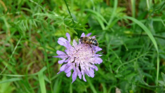 Flower bee insects photo