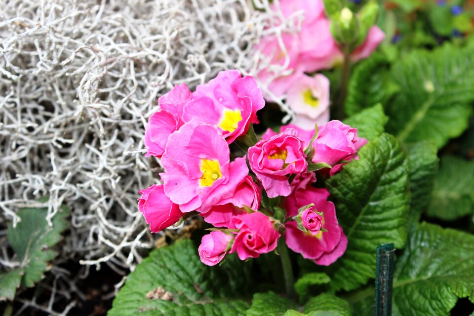 Spring garden plant
