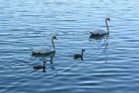 Waters nature water