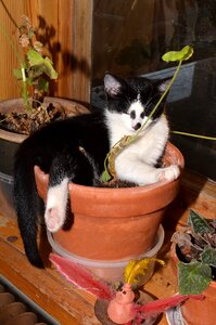 Cat flower pot animals photo