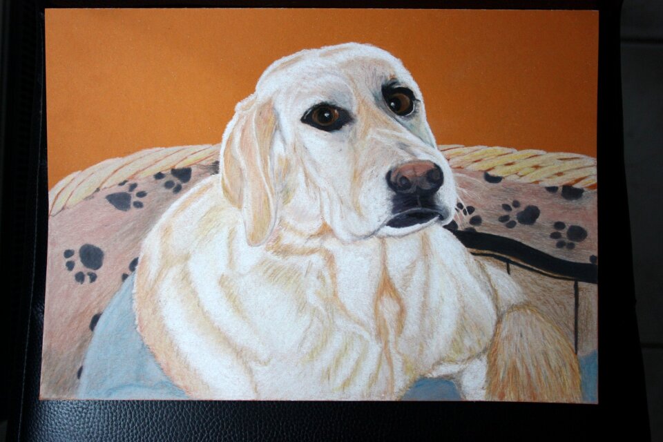 Labrador animal colored pencil drawing