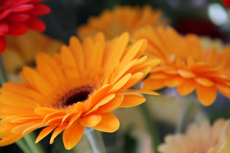 Flower tanning ara orange photo