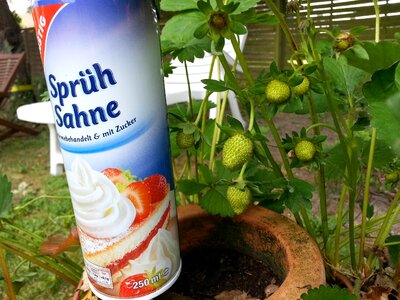 Strawberry sweet fruits