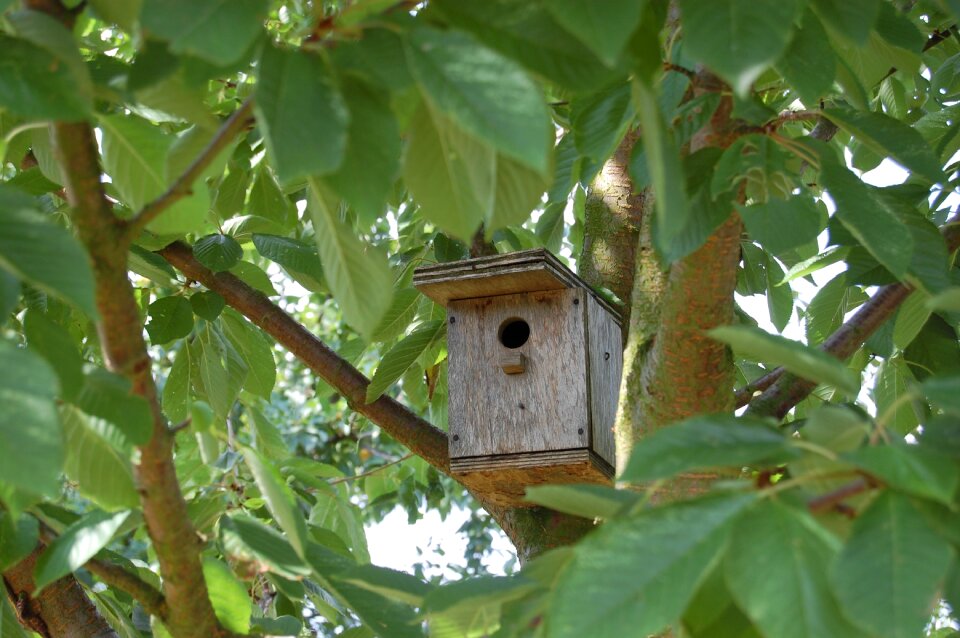 Birds tree nature
