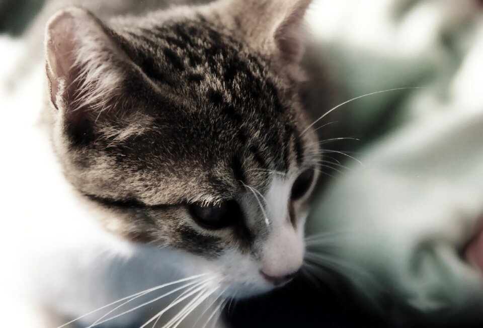 Close-up feline animal photo