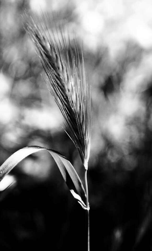 Black and white blur blur background