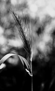 Black and white blur blur background