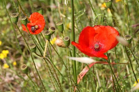 Poppy rural nature