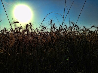 Crops meadow sun