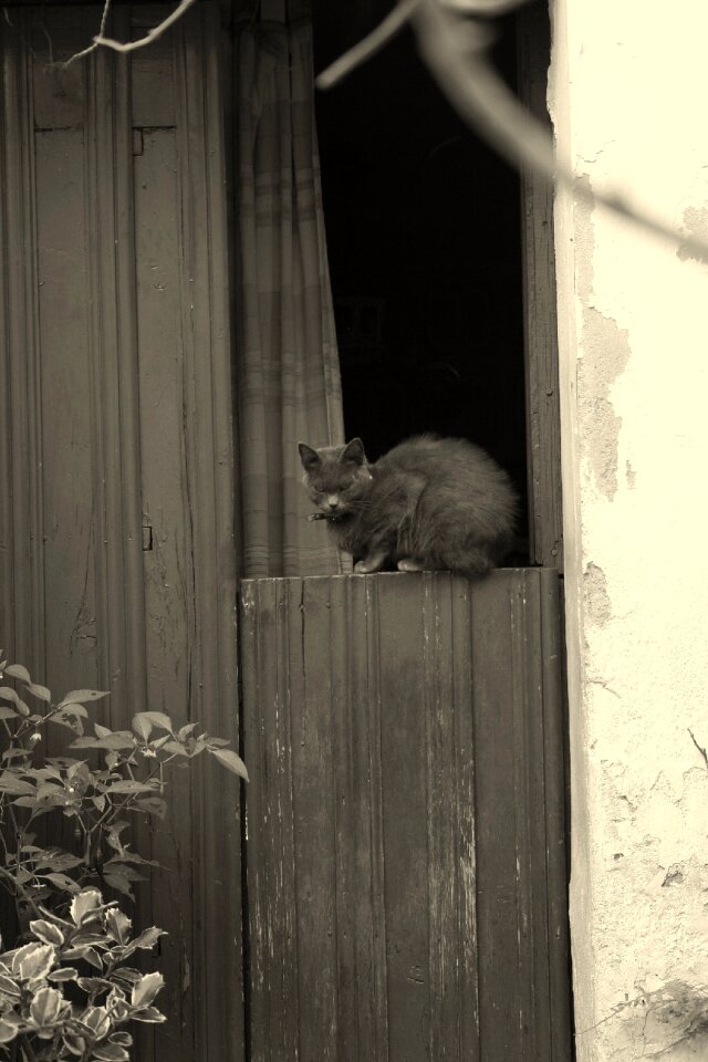 Cat door plasencia
