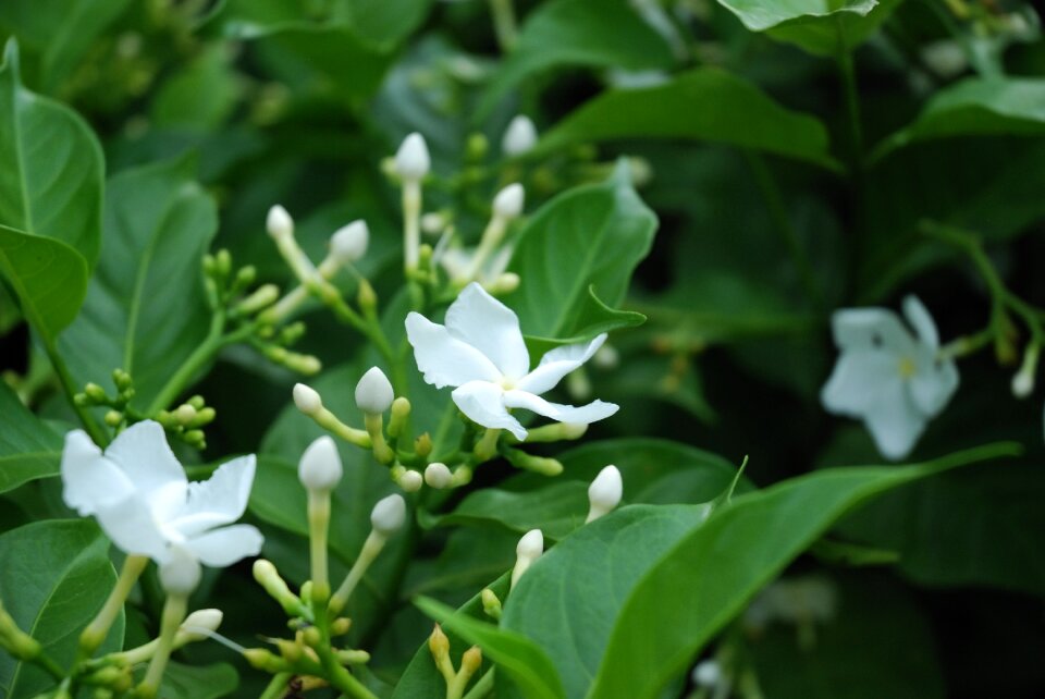 White flower macro nature