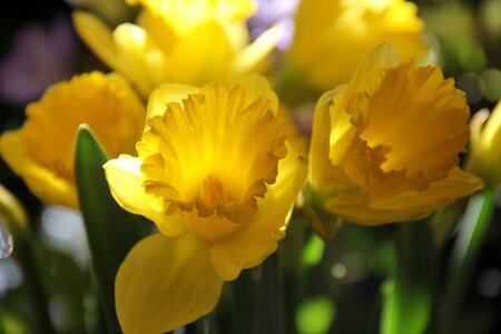 Daffodils osterglocken spring photo