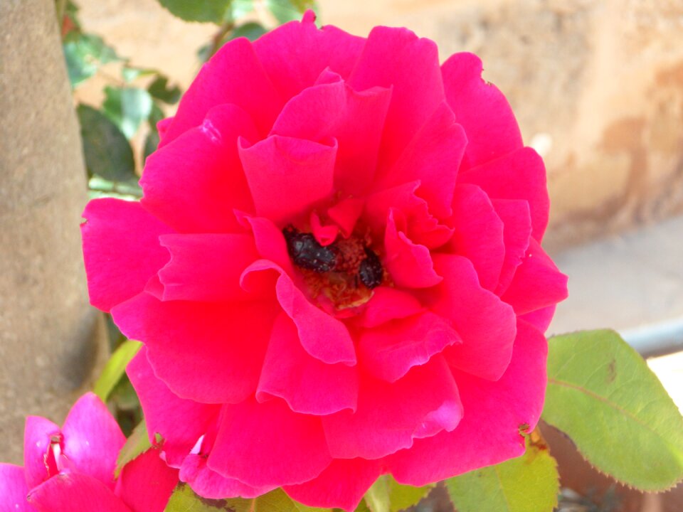 Flower gaudy pink