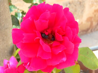 Flower gaudy pink