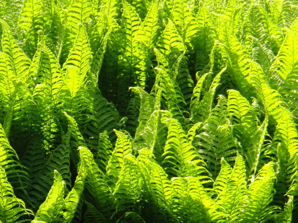 Plant nature green