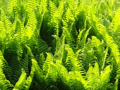 Plant nature green