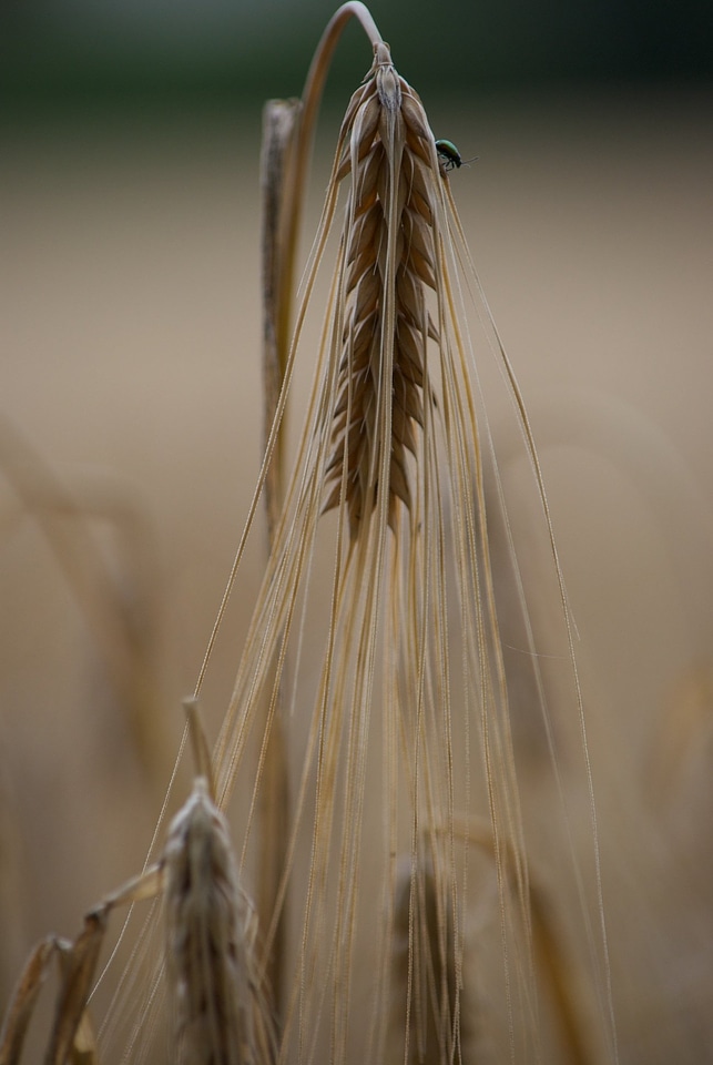 Cornfield summer plant