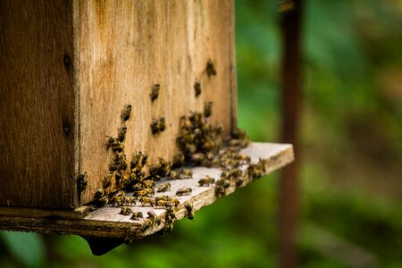 Honey bee worker beehive photo