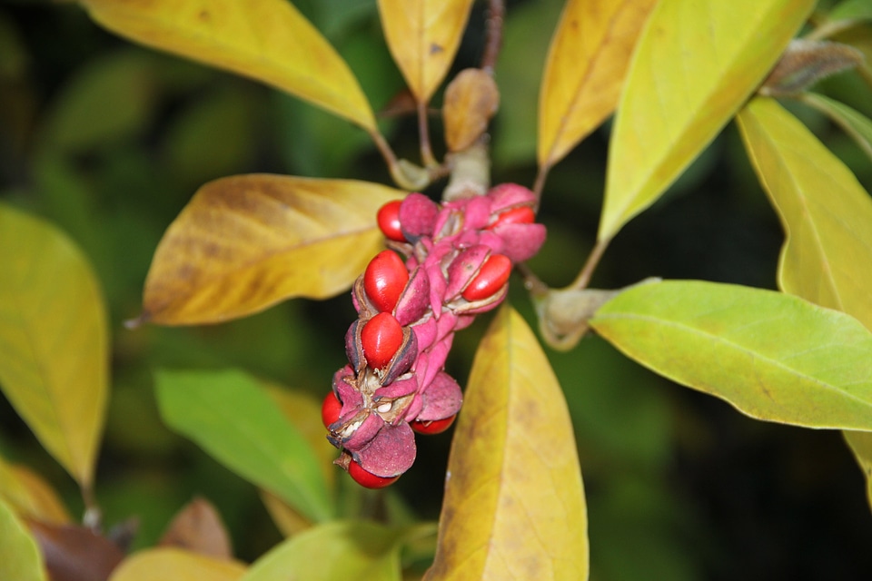 Magnolia seed plant covered more slowly
