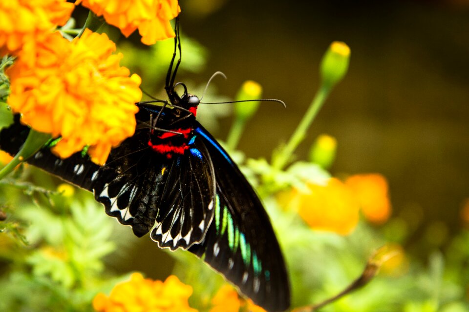 Rajah brooke's birdwing wings flowers