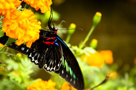 Rajah brooke's birdwing wings flowers