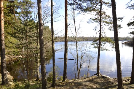 Forest lake water wilderness