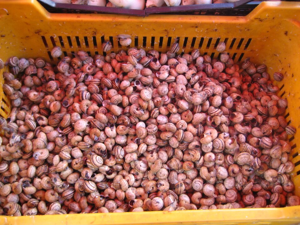 Snails market palermo italy