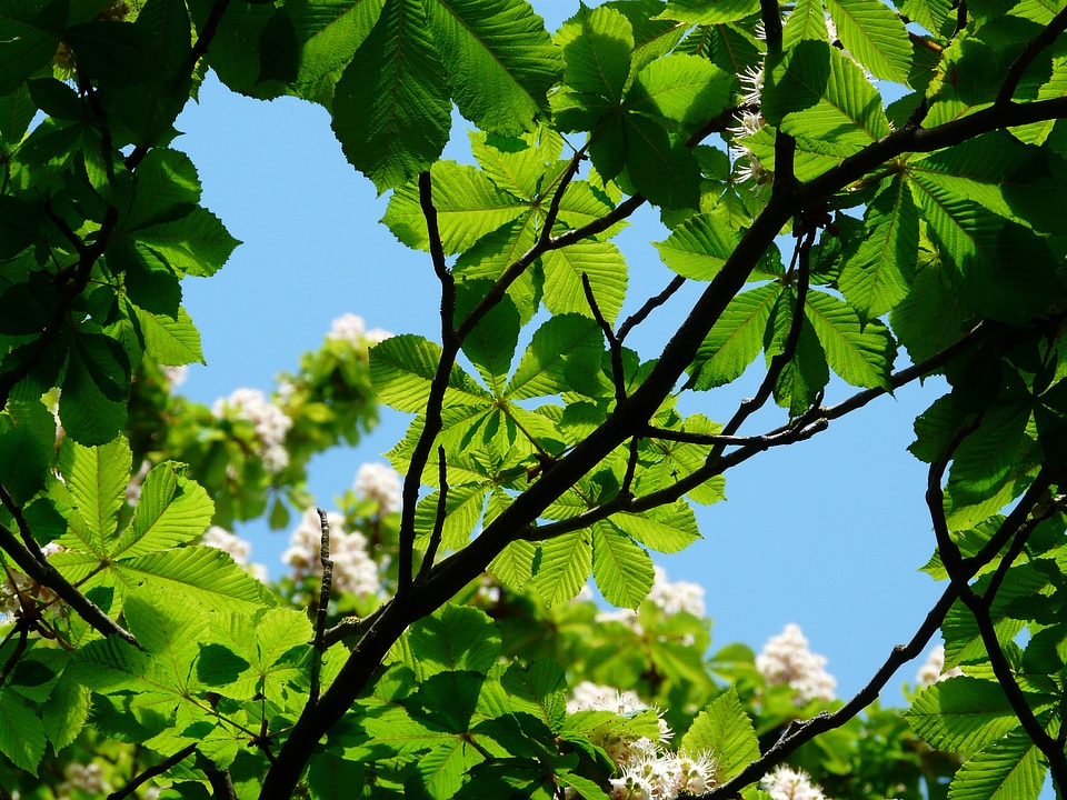 Meadow green concerns